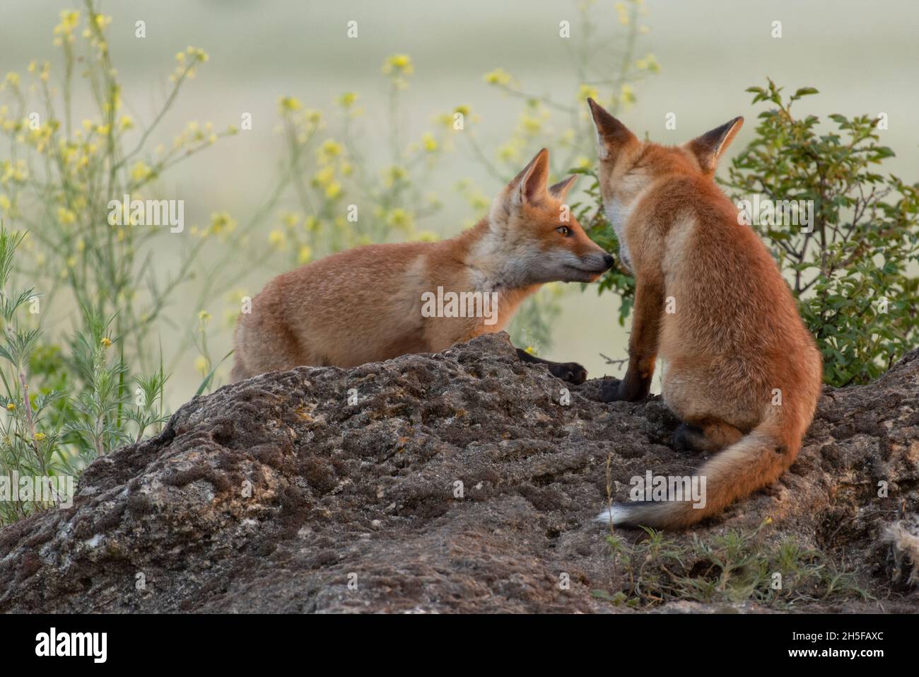 Two cute young foxes. Vulpes vulpes. Stock Photo