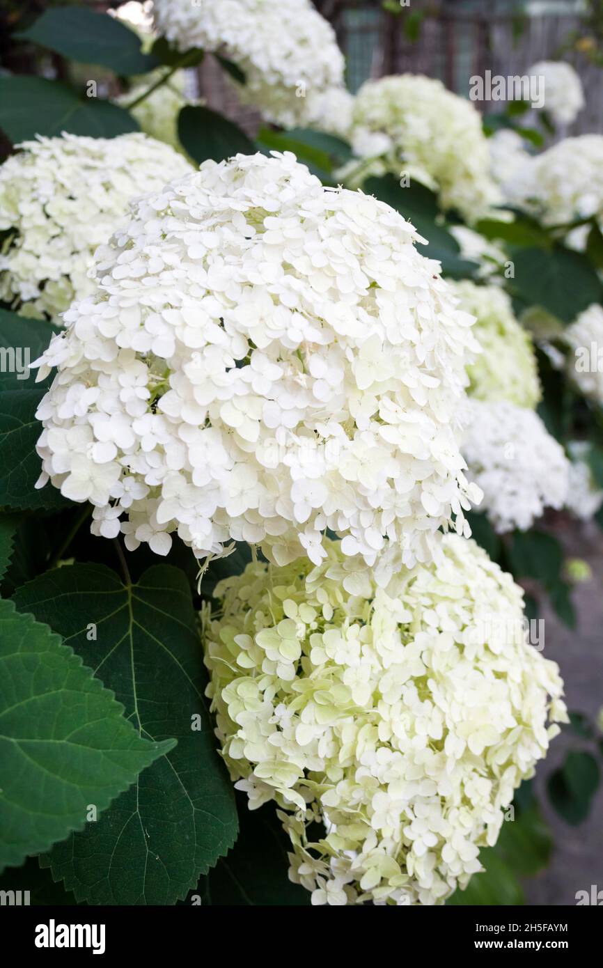 Blooming white Annabelle Hydrangea arborescens (commonly known as smooth hydrangea, wild hydrangea, or sevenbark) Stock Photo
