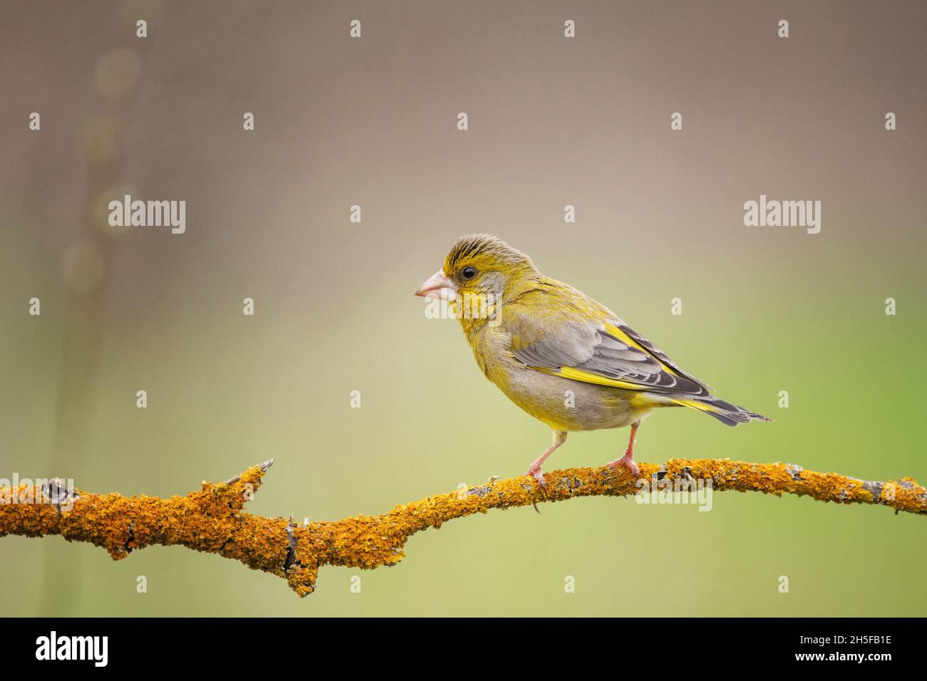 European Greenfinch Carduelis chloris. Greenfinch sits on branch. Stock Photo