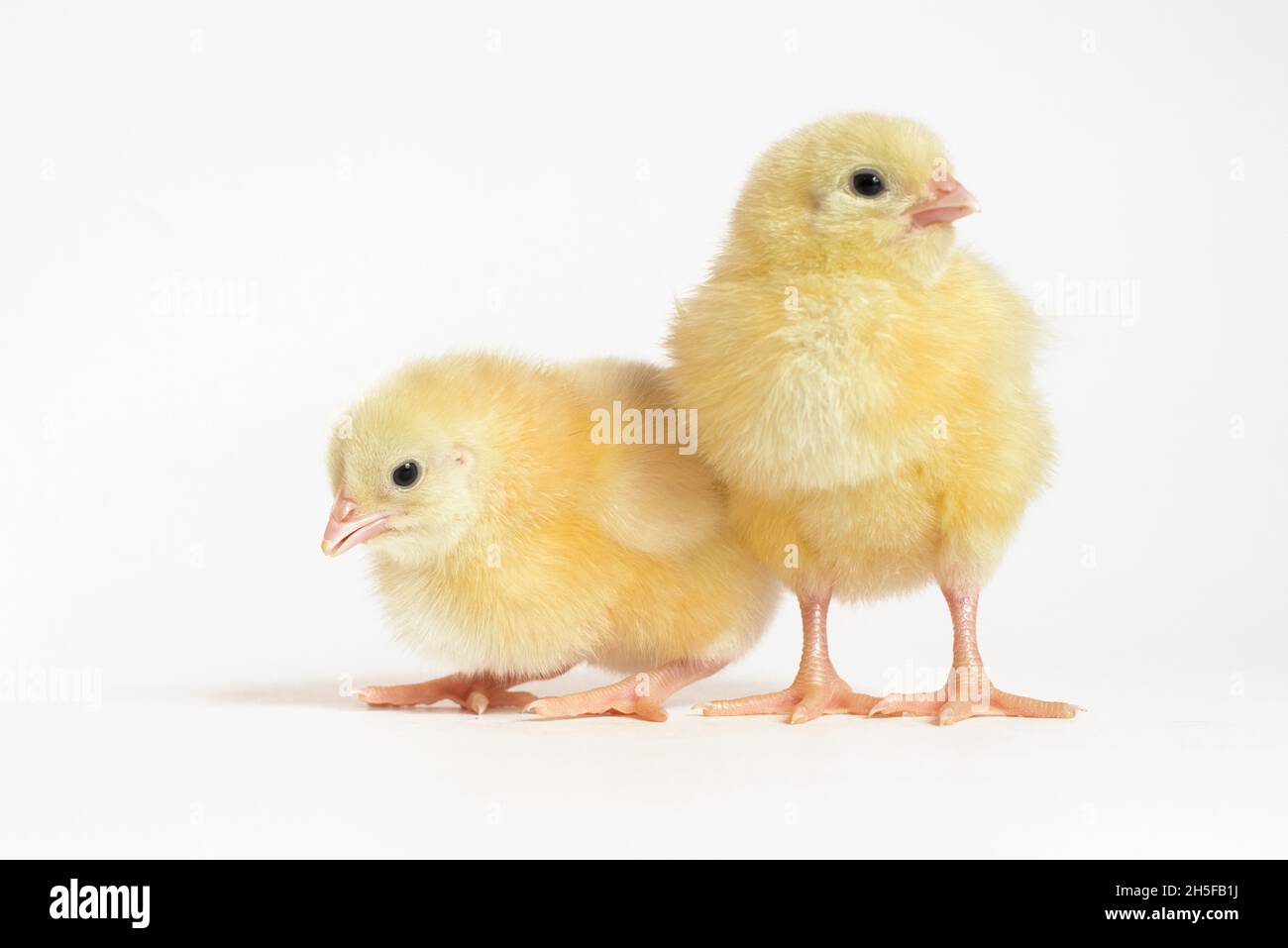 Two little chicken broiler isolated on white. Stock Photo