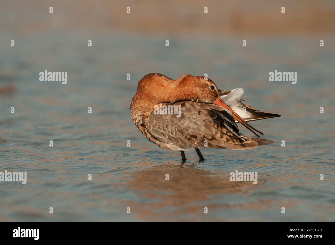 Black-tailed godwit, Limosa limosa, a solitary bird in the water preening its feathers. Stock Photo