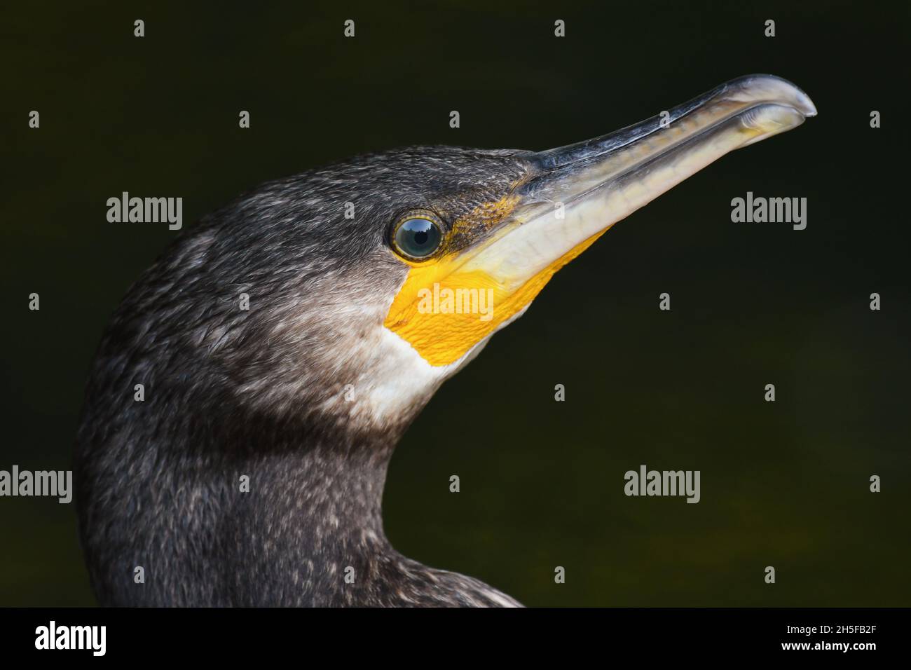 Head great cormorant on a dark background. Phalacrocorax carbo. Stock Photo