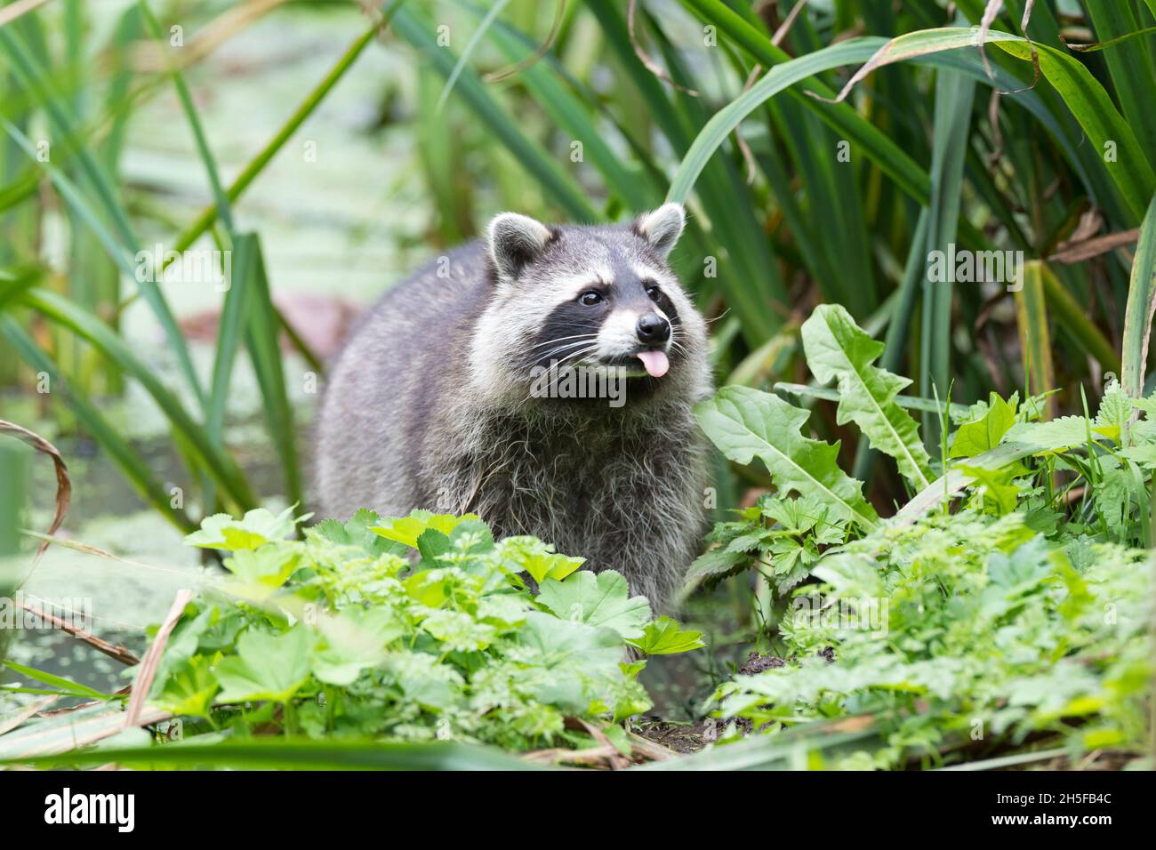 Waschbär, Waschbaer, Wasch-Bär, Procyon lotor, Raccoon, Raton laveur Stock Photo