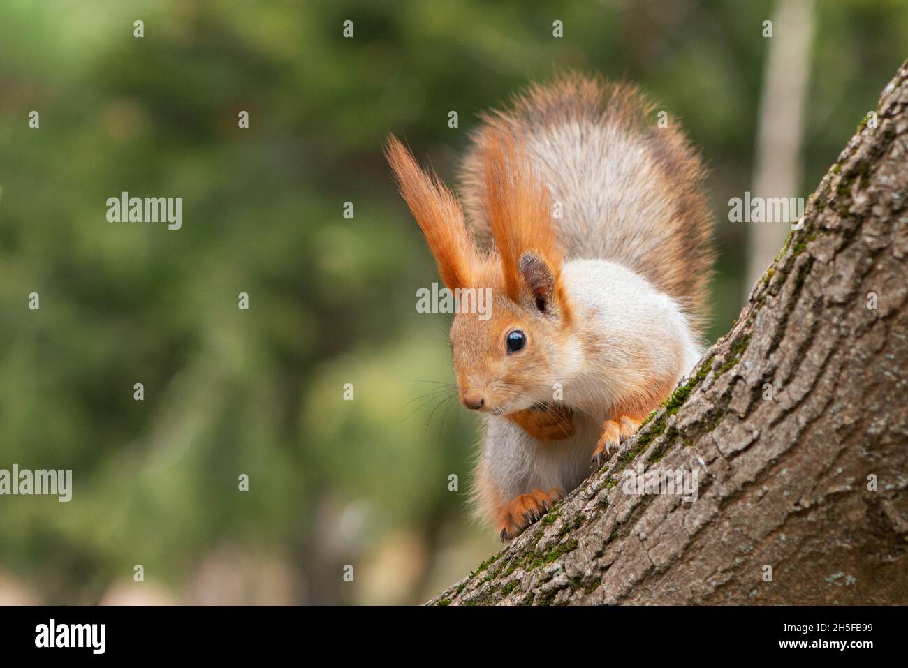 A red squirrel sits on a tree and looks down. Sciurus vulgaris. Stock Photo