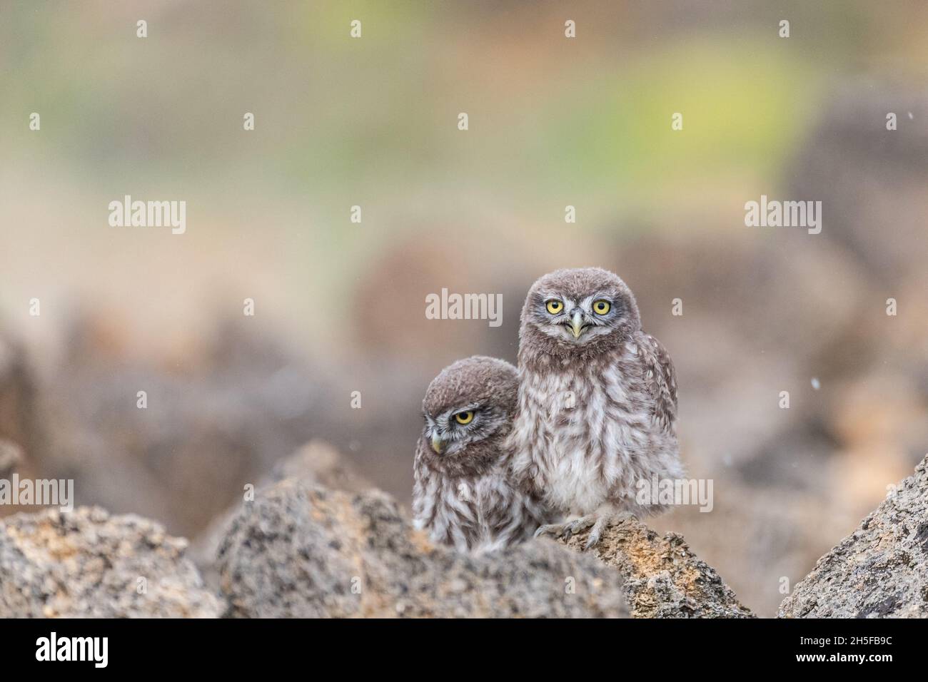 Two Little owl in natural habitat Athene noctua. Stock Photo