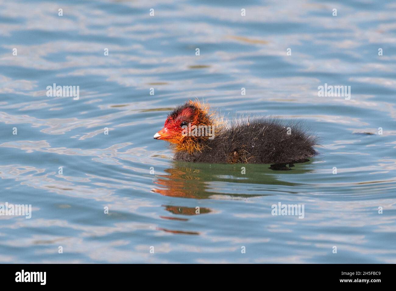 European coot chick on the lake. Fulica atra. Stock Photo