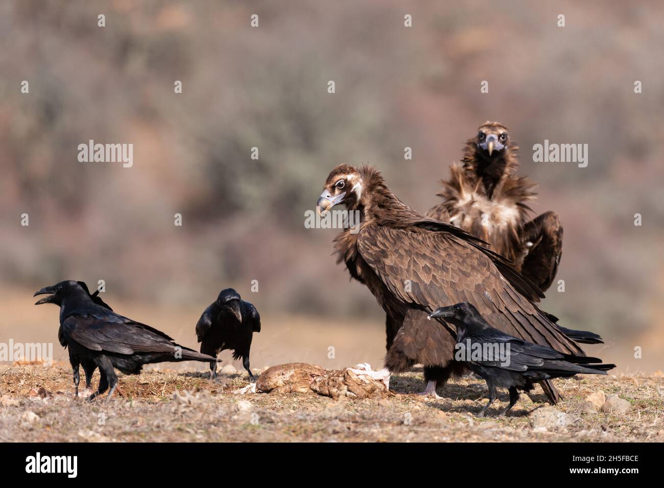 Cinereous vulture Aegypius monachus and the Raven Corvus corax in wild. Stock Photo