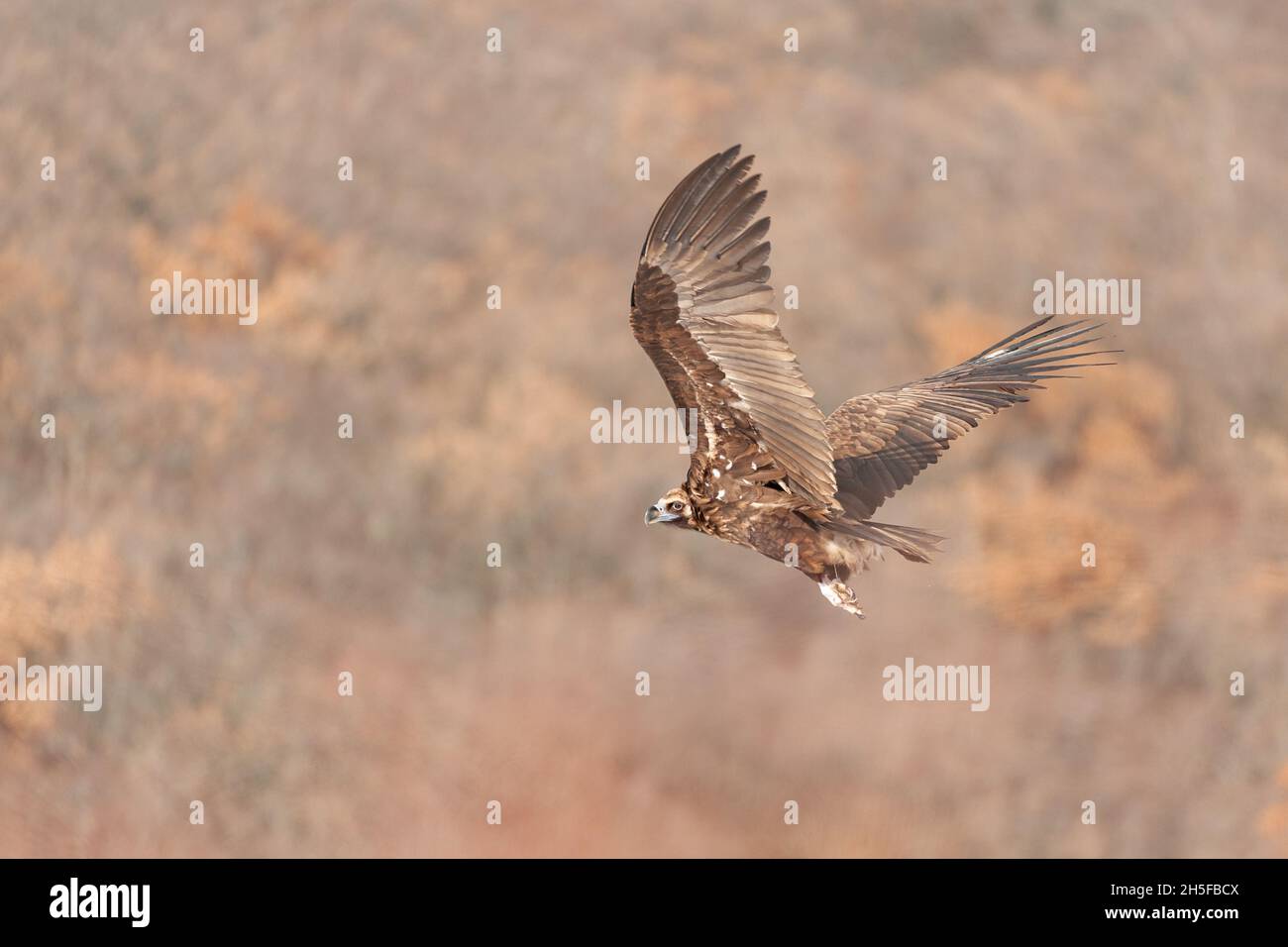 Flying black vulture Aegypius monachus. Close up. Stock Photo