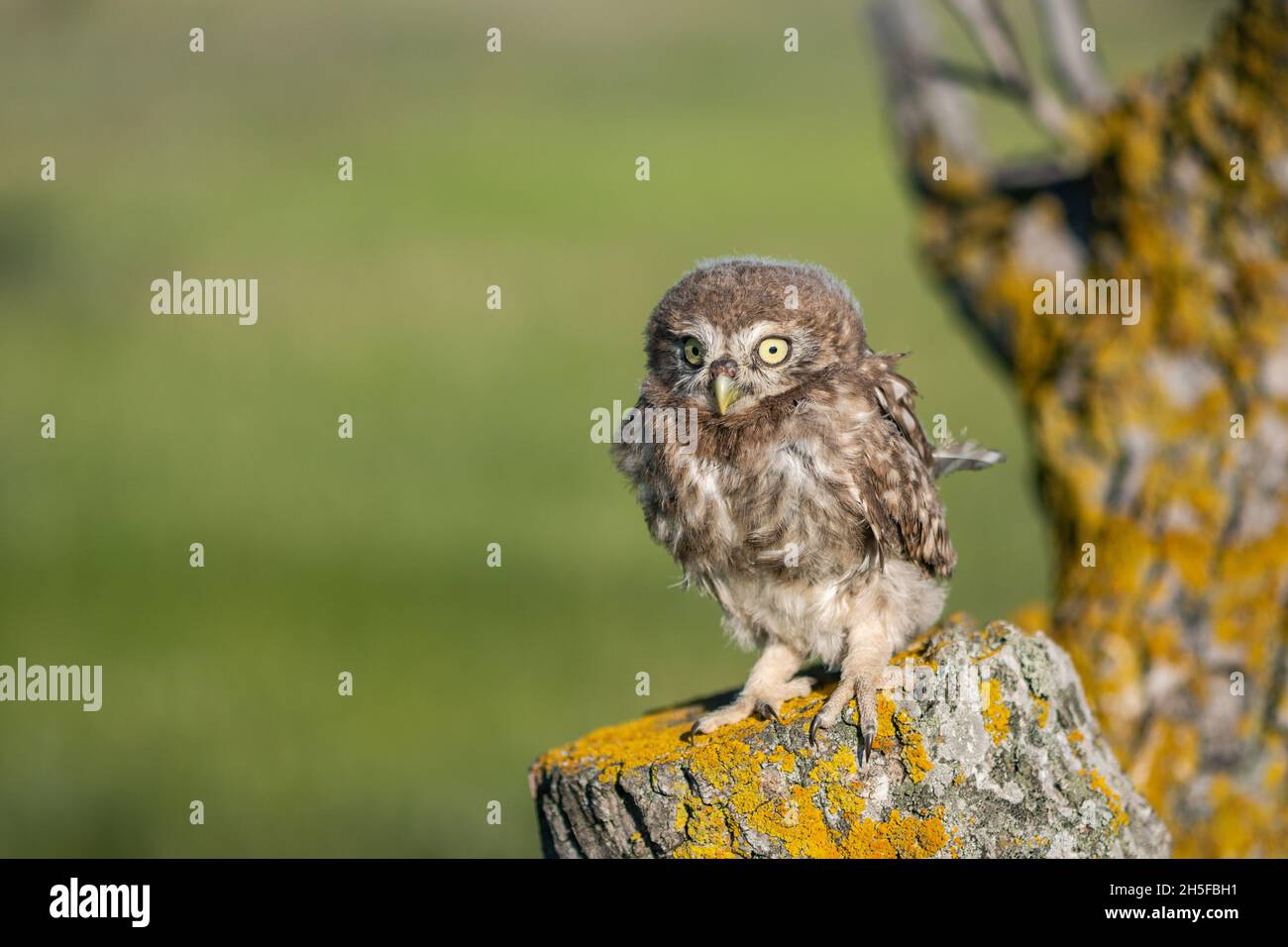 Little Owl, Athene noctua. Portrait owlet bird in the nature habitat. Stock Photo