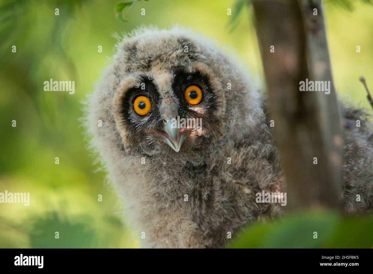 Long-eared Owl Asio otus - owlet closeup portrait. Stock Photo