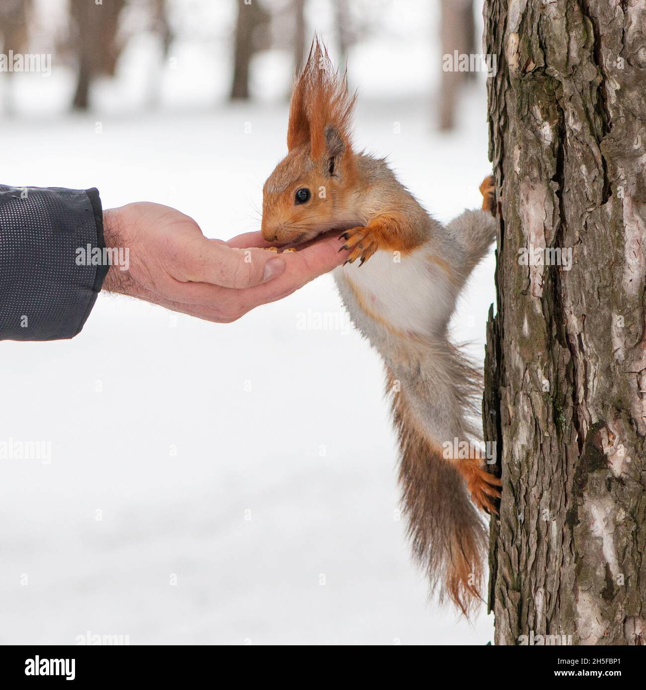 European red squirrel eats nuts from hand. Stock Photo