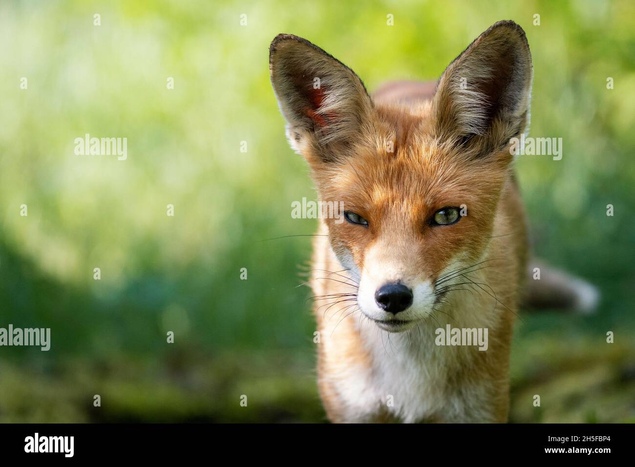 Head of a red fox Vulpes vulpes on a green background. Stock Photo
