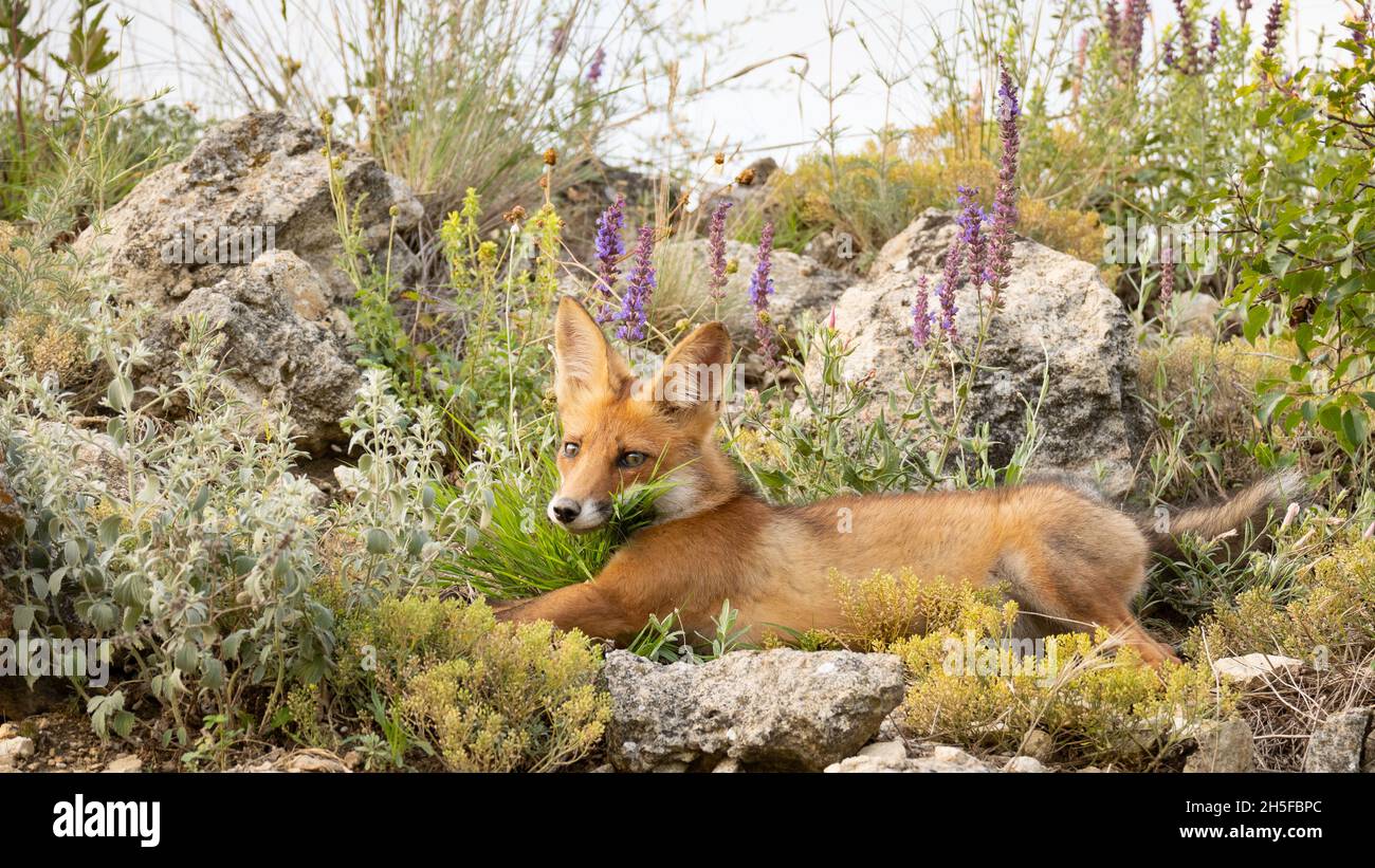 Portrait red fox cub Vulpes vulpes in the wild. Stock Photo