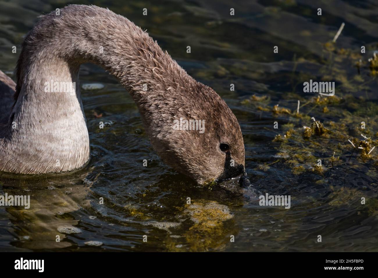 Mute Swan Cygnus olor. A young swan feeds in the lake. Bird's head close. Stock Photo