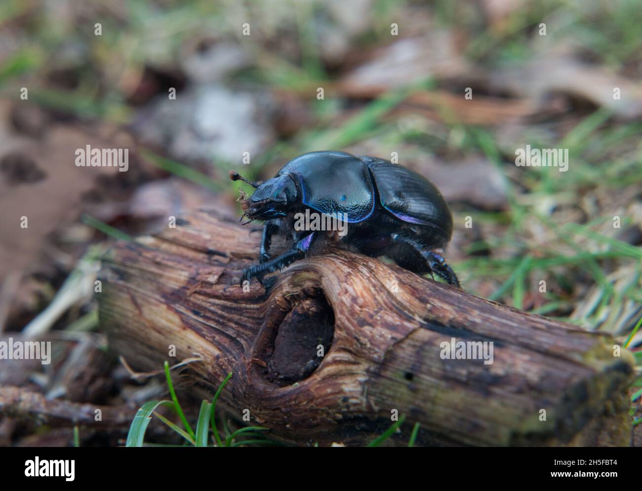 Dor, an earth-boring dung beetle, climbing over a piece of wood Stock Photo