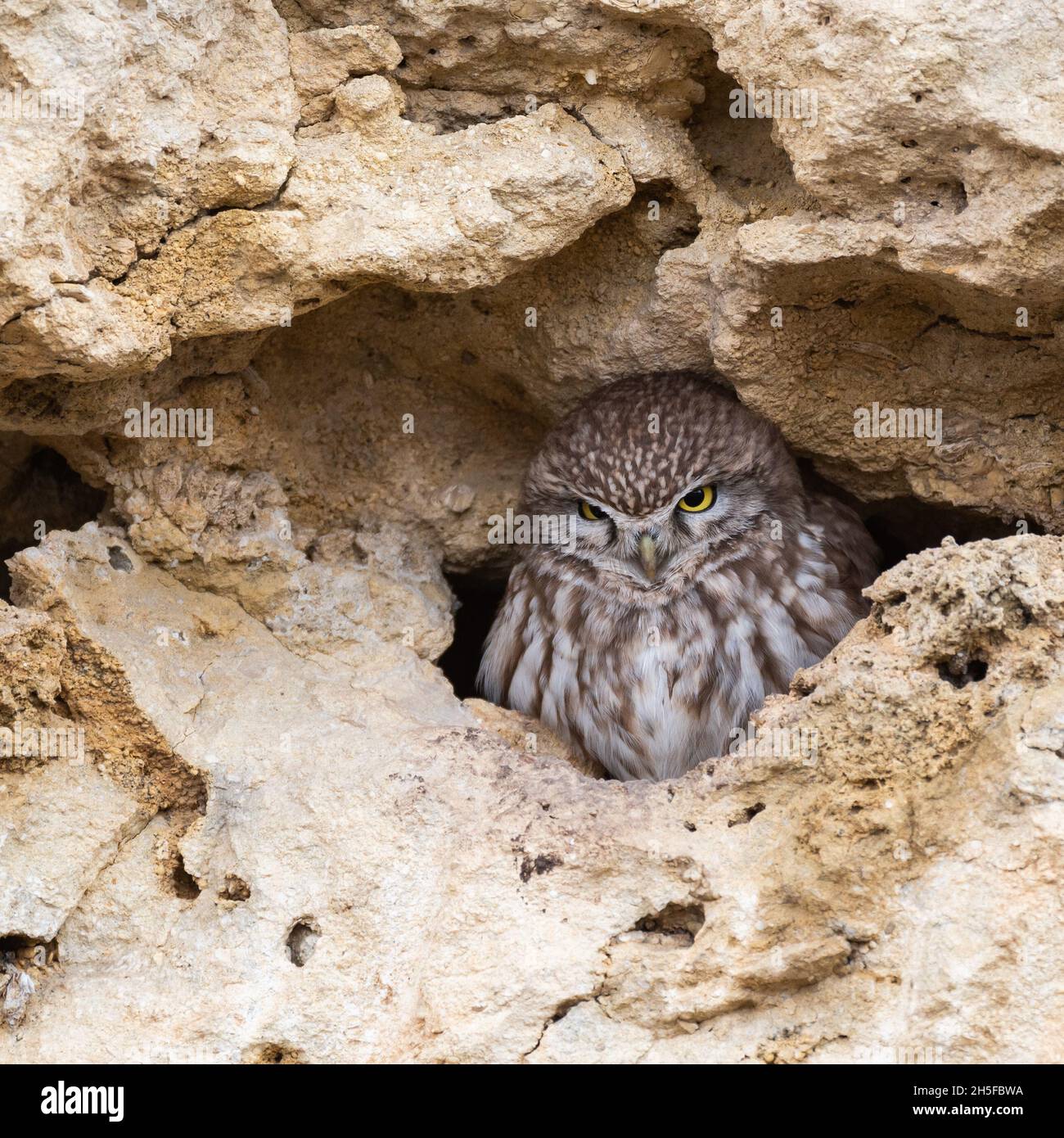 A cute Little Owl looking out from its hole in a wall. Athene noctua. Stock Photo