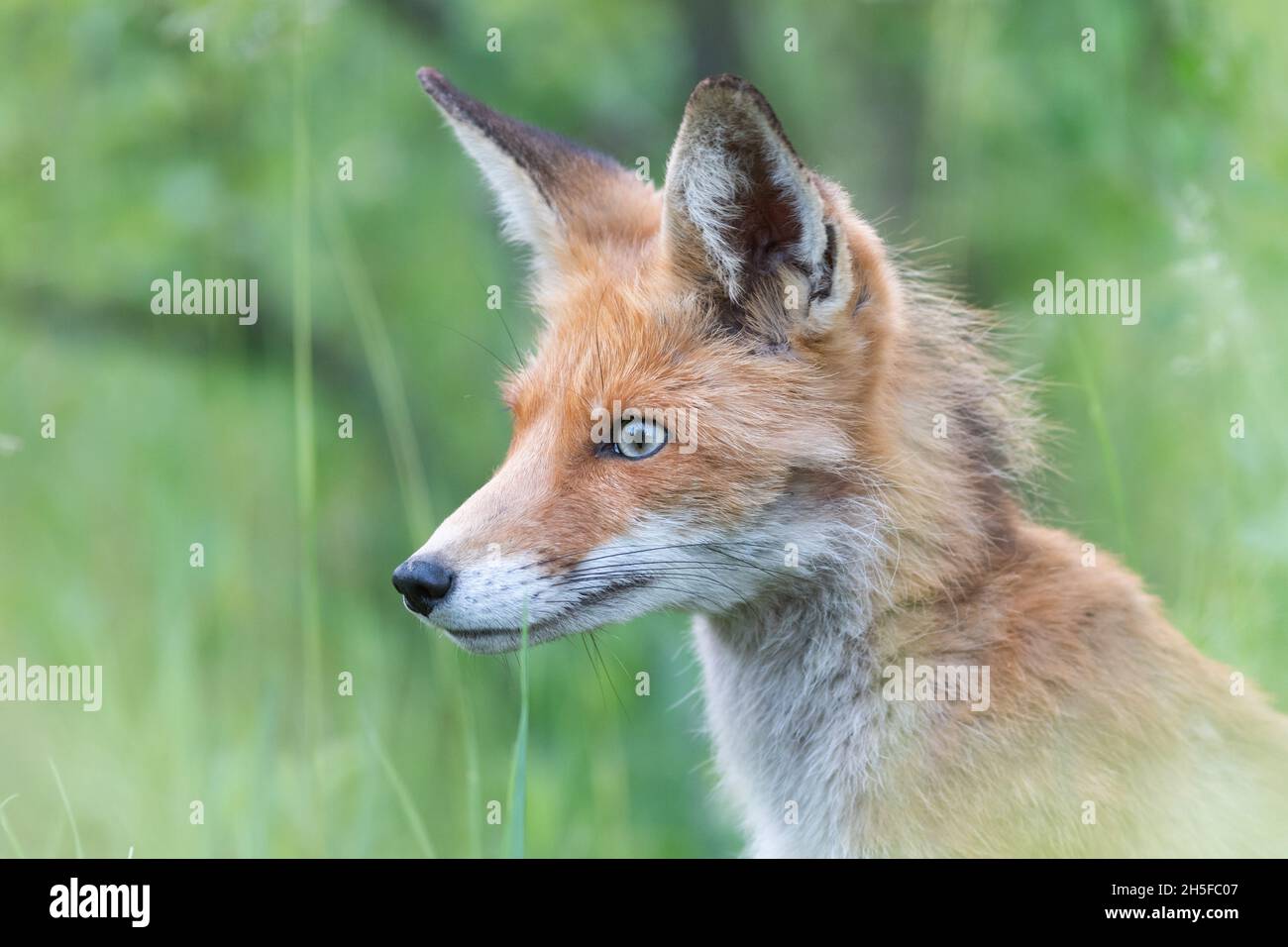 Head of a red fox Vulpes vulpes on a green background. Stock Photo