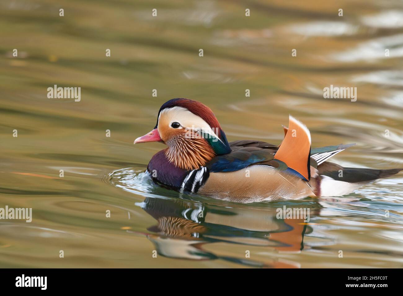 Closeup male mandarin duck Aix galericulata swimming, viewed of profile. Stock Photo