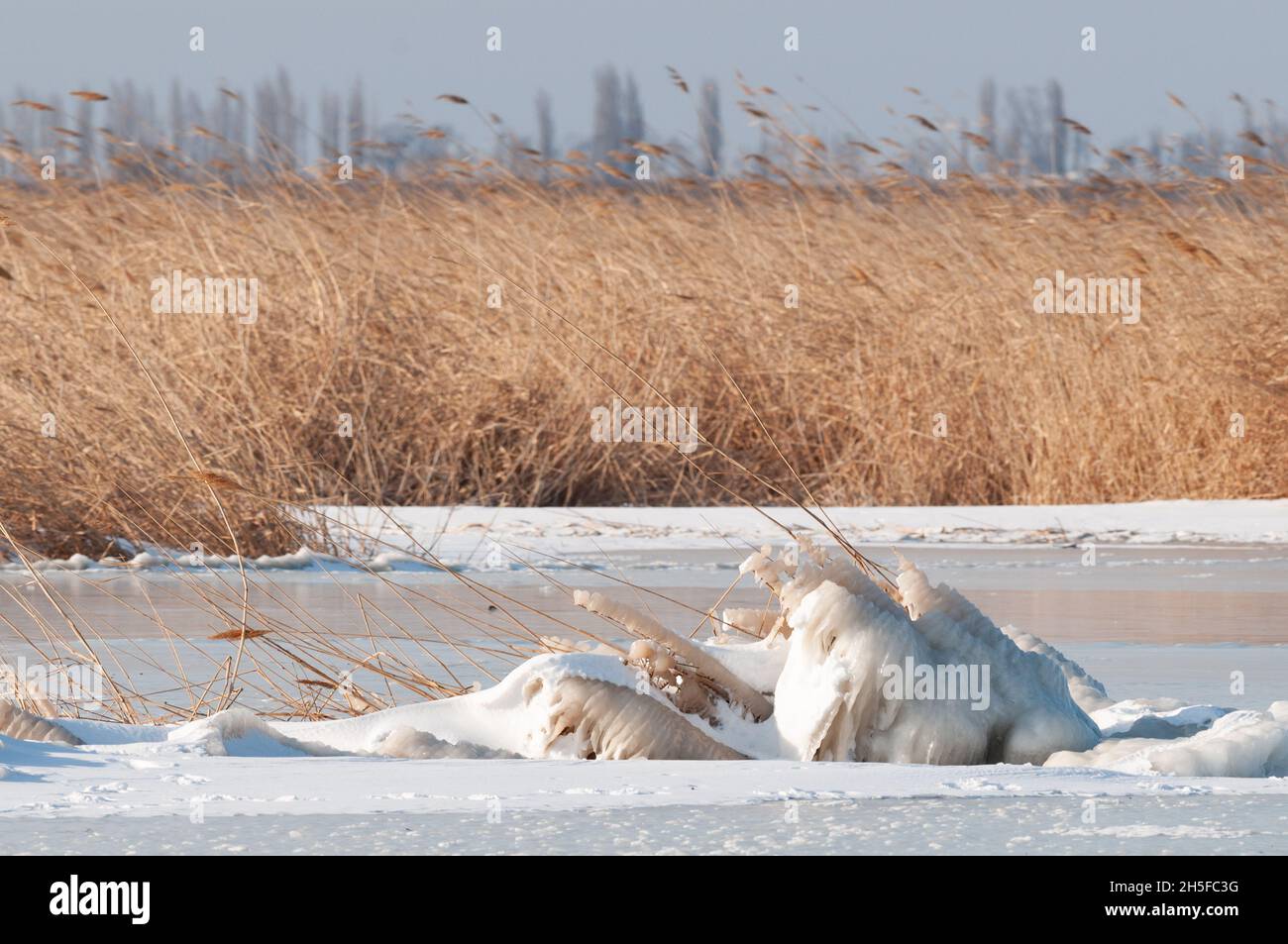 Frozen reeds on the lake in winter. Stock Photo