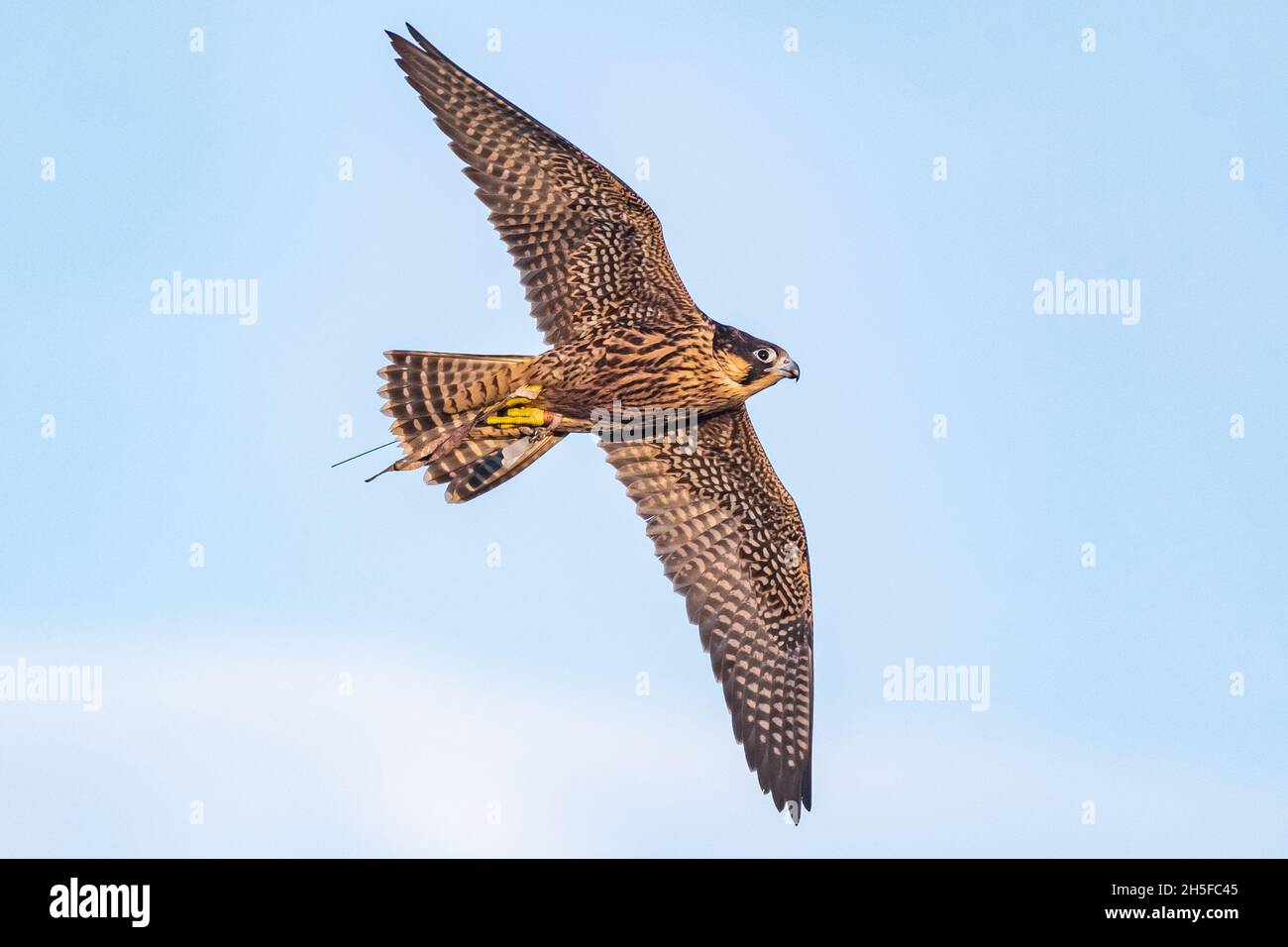 Birds Predator - Peregrine Falcon Falco peregrinus. Portrait close up. Stock Photo