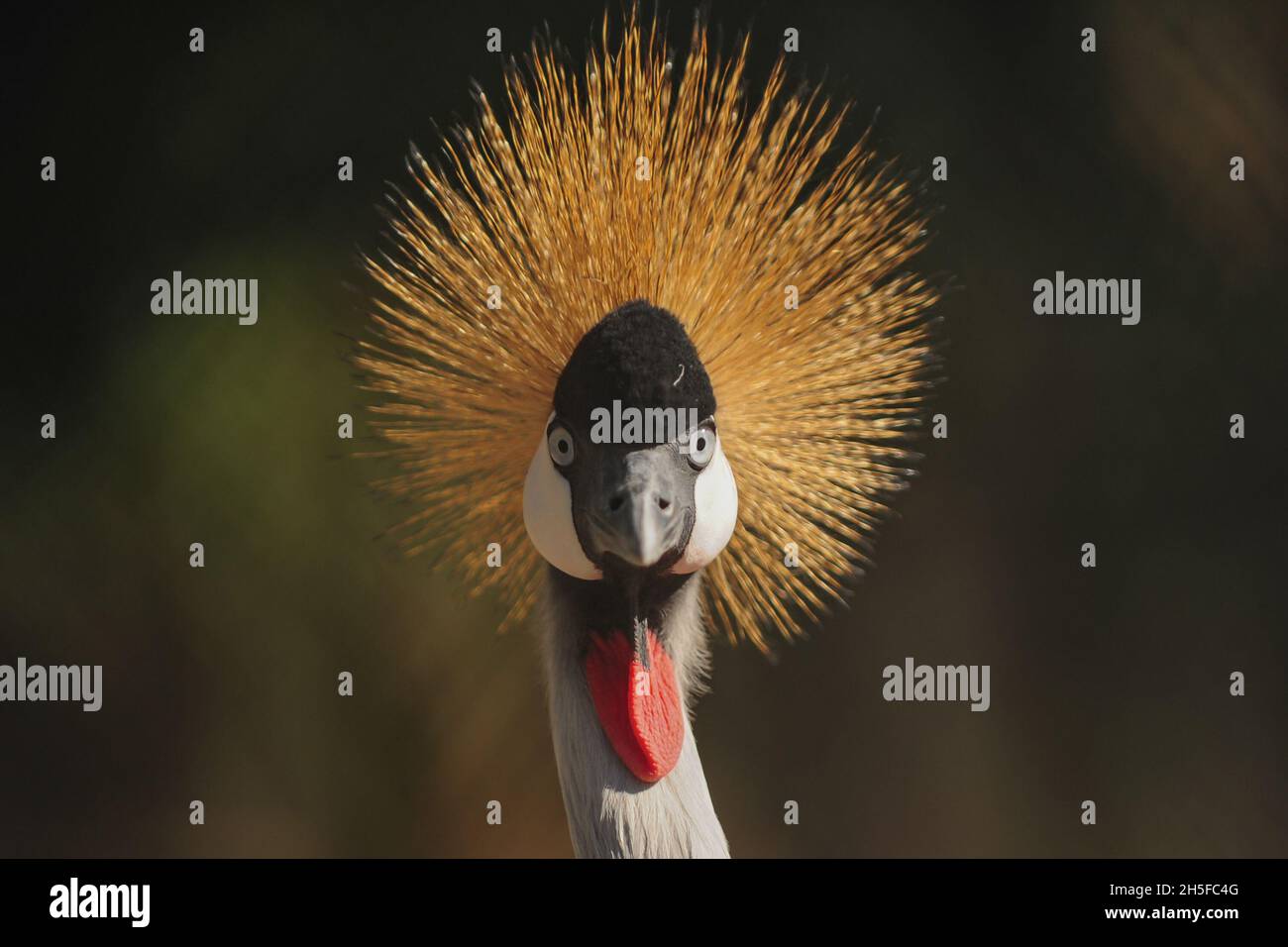 Close-up view of a Black Crowned Crane Balearica pavonina. Stock Photo