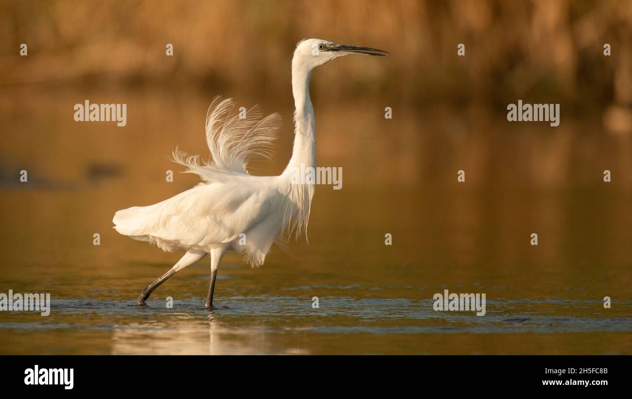 Little heron Egretta garzetta on the lake. Close up. Stock Photo