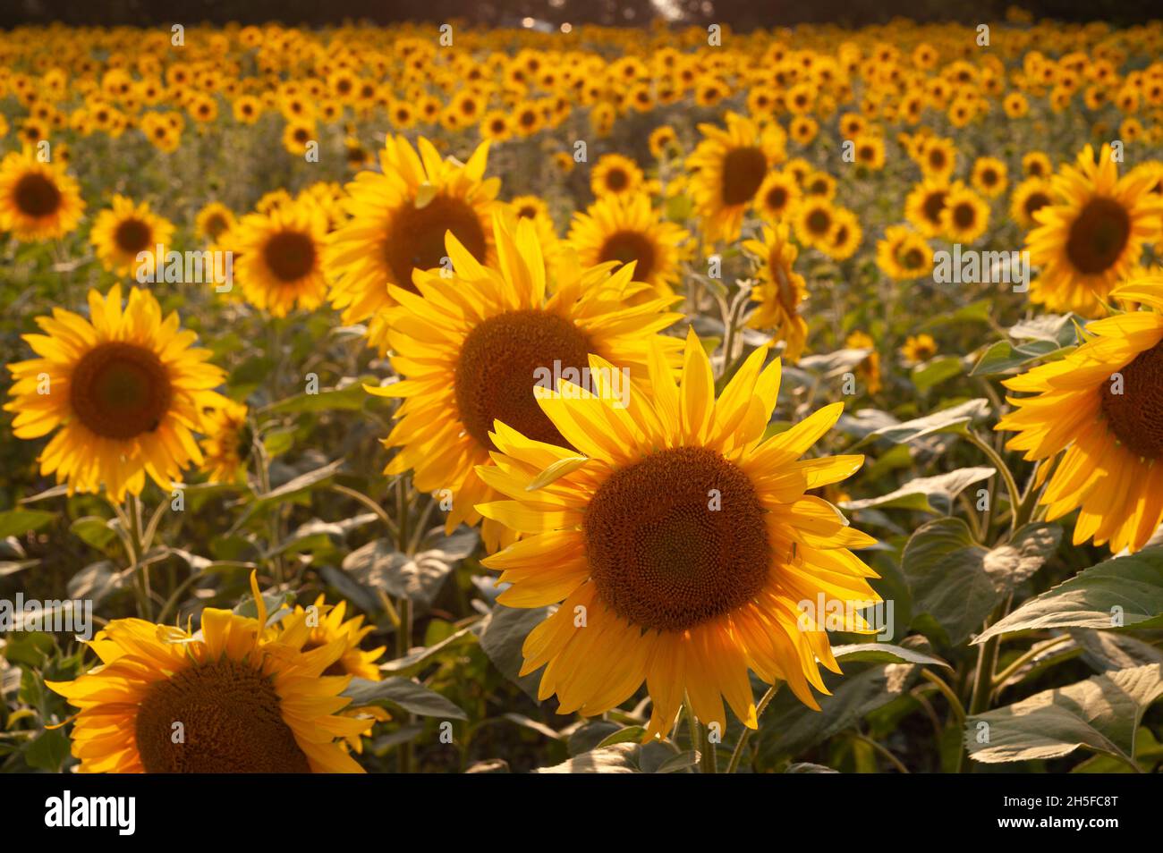 Yellow sunflowers. Field of sunflowers, rural landscape. Stock Photo
