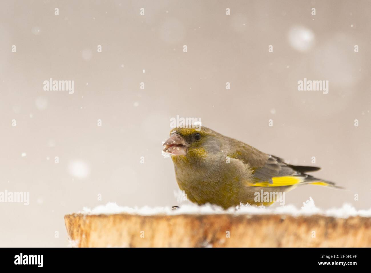 Bird Greenfinch Carduelis chloris perched on stump winter time, snow. Stock Photo