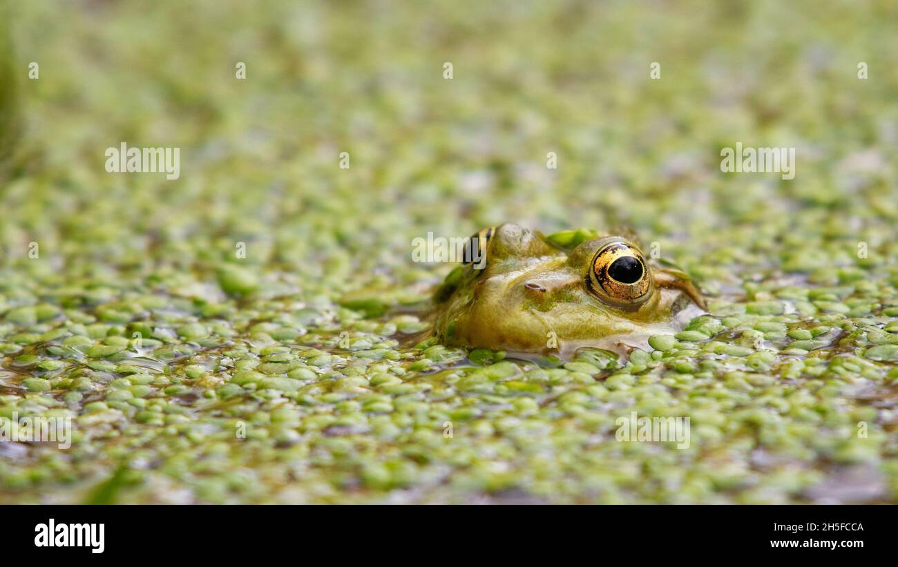 European Marsh Frog Pelophylax ridibundus, hiding in lemna. Close up Stock Photo