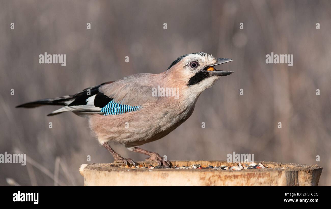 Eurasian Jay Garrulus glandarius on the bird feeder eating nuts. Stock Photo