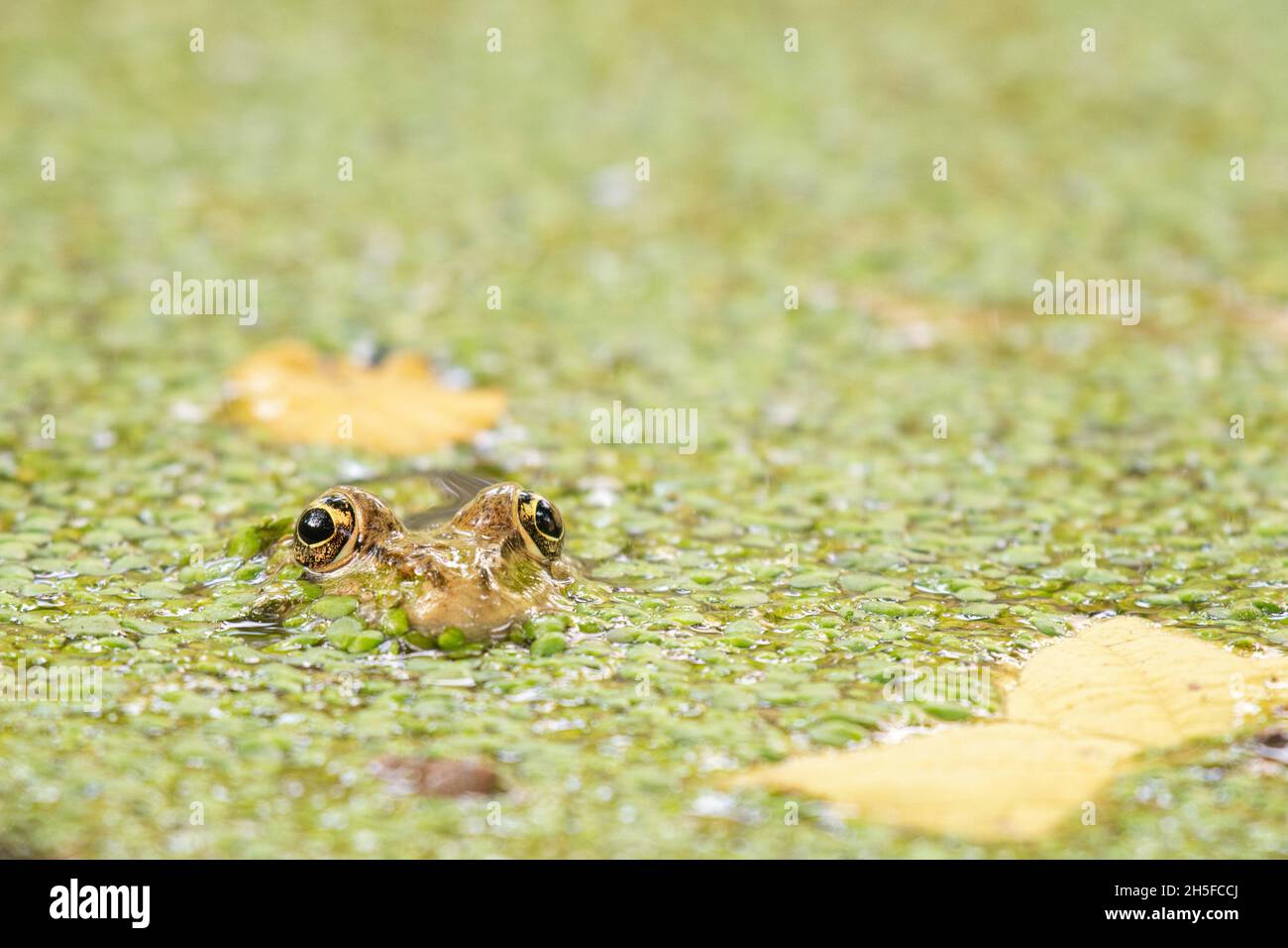 European green Marsh Frog Pelophylax ridibundus, hiding in lemna Stock Photo