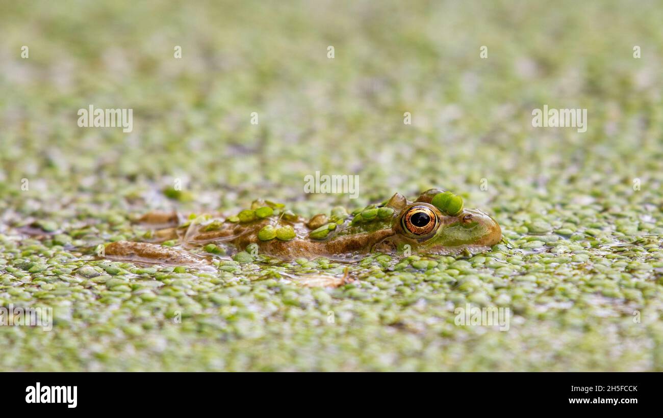 European common Marsh Frog Pelophylax ridibundus, hiding in lemna. Close up Stock Photo
