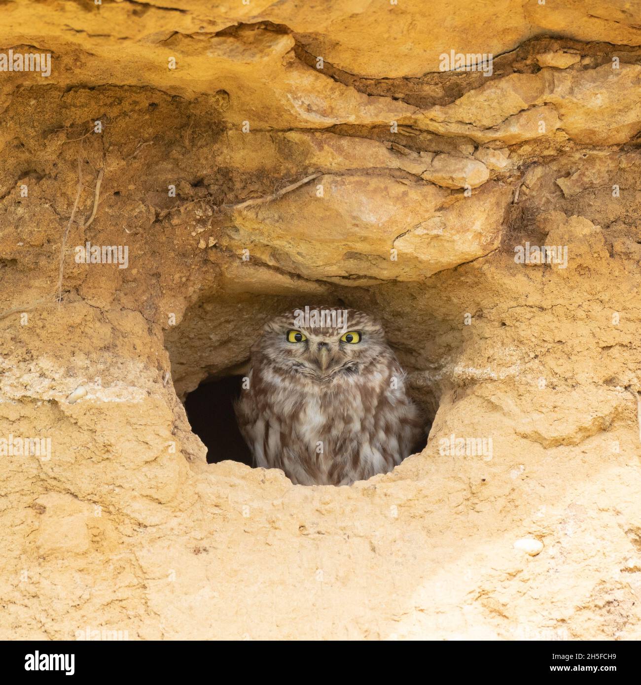 A cute Little Owl looking out from its hole in a wall.  Athene noctua. Stock Photo
