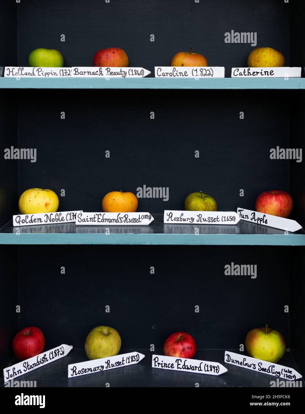 Old varieties of English apples with their dates Stock Photo