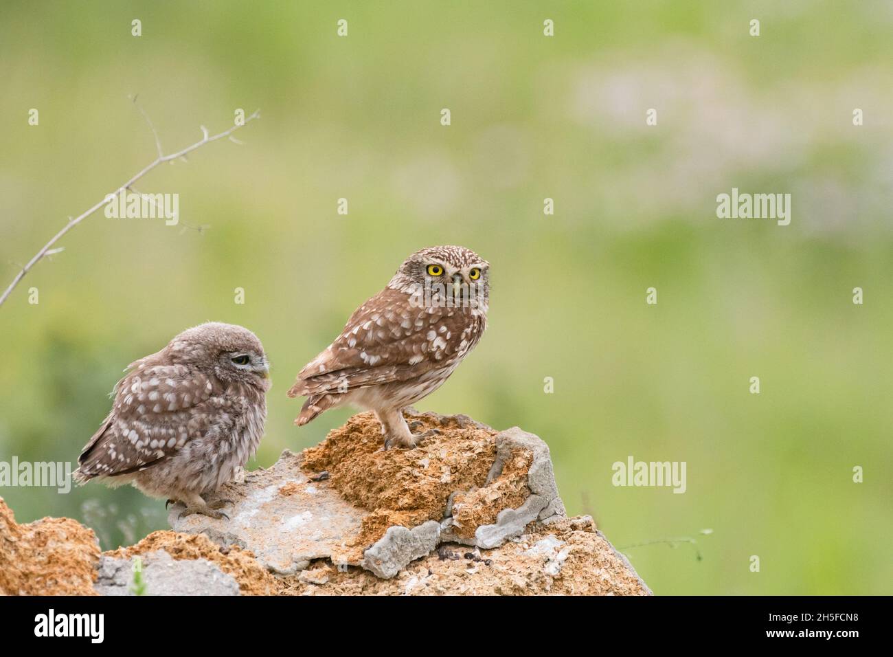 Little owl in natural habitat. Athene noctua. Owl and owlet. Stock Photo