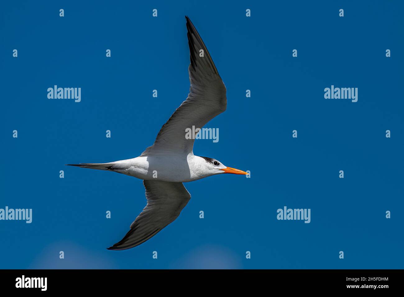 Tern bird gliding in blue sky Stock Photo