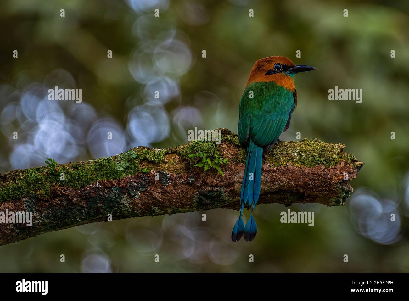 Broad-billed motmot Electron platyrhynchum perched on a tree in the rain forest Stock Photo