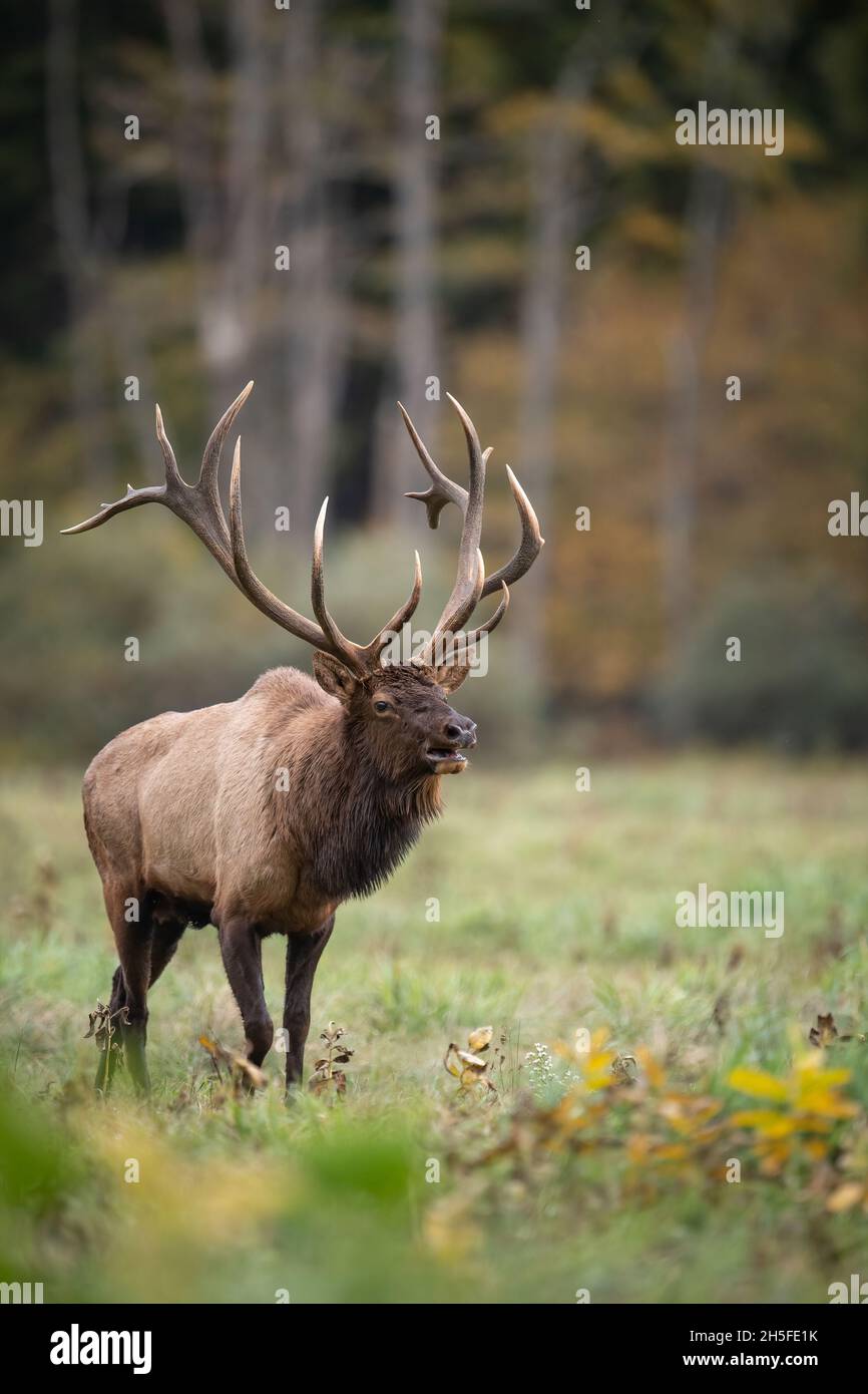 Bull elk during the rut Stock Photo Alamy