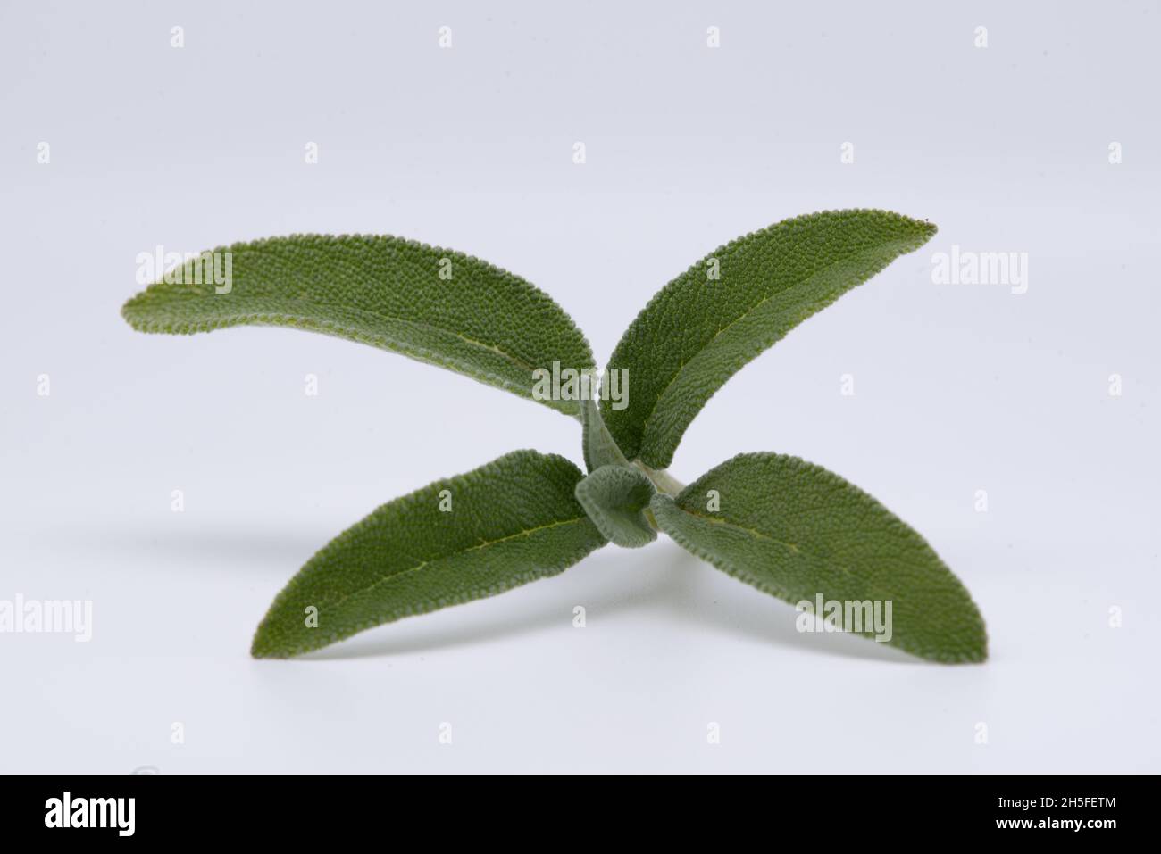 Sprig of common sage, aromatic herbaceous perennial plant, Lamiaceae family. Stock Photo