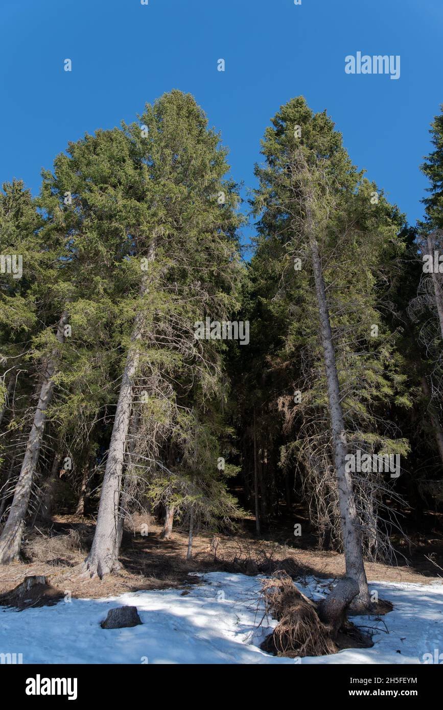 Fir tree under hoarfrost hi-res stock photography and images - Alamy