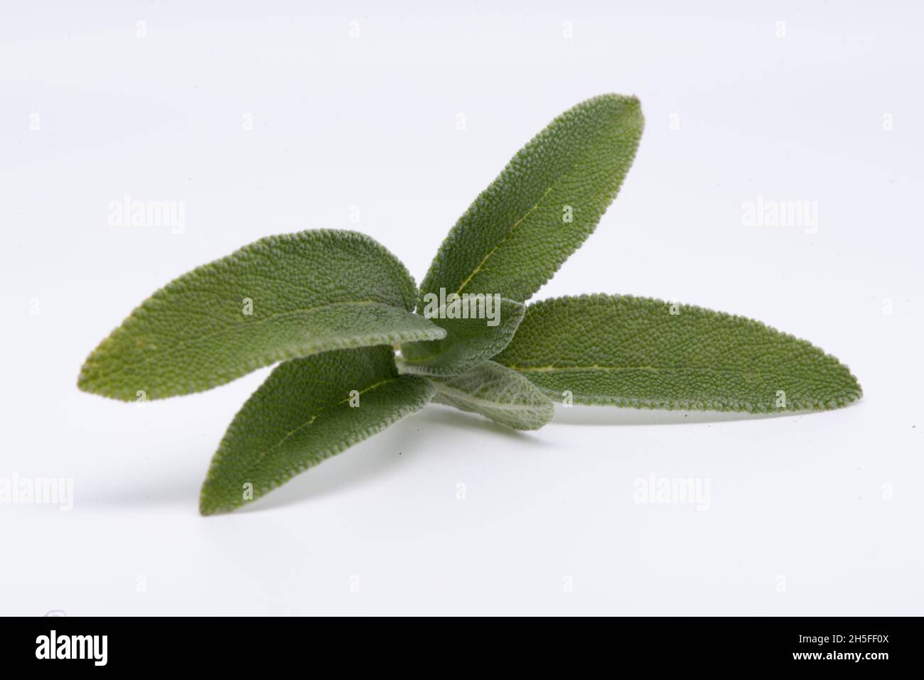 Sprig of common sage, aromatic herbaceous perennial plant, Lamiaceae family. Stock Photo