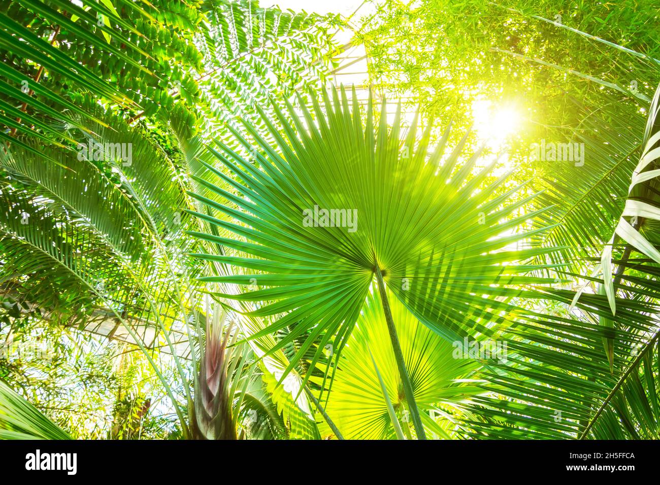 Decorative tropical jungle leaves hi-res stock photography and images ...