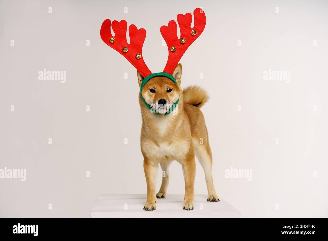 Cute funny dog in red deer antlers posing in studio on light background. Concept for christmas and new year holidays and discounts Stock Photo
