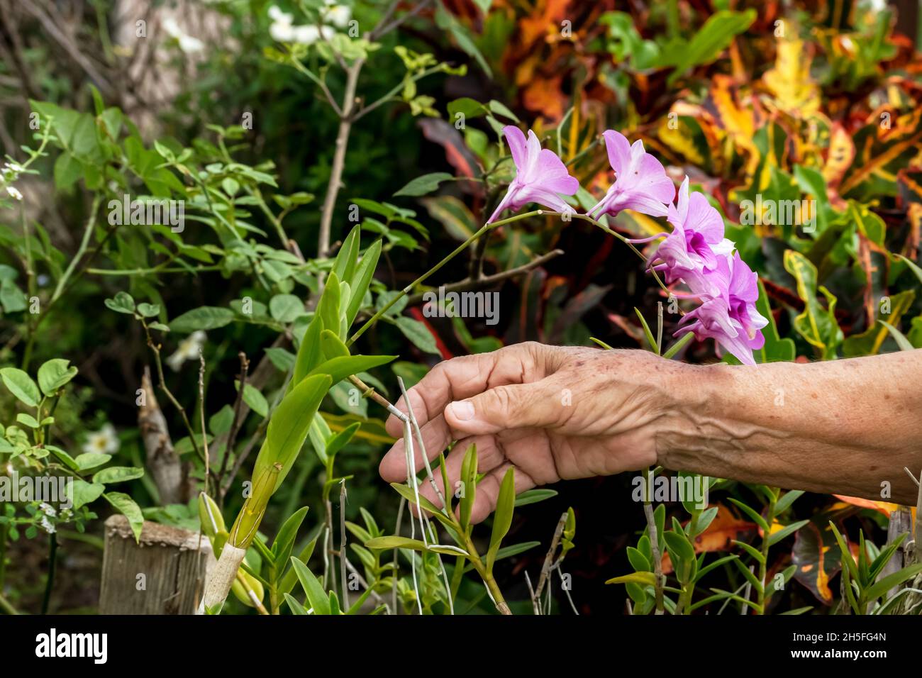 The hand of a senior Latin woman reaching for the branch of an orchid plant in full blossom Stock Photo