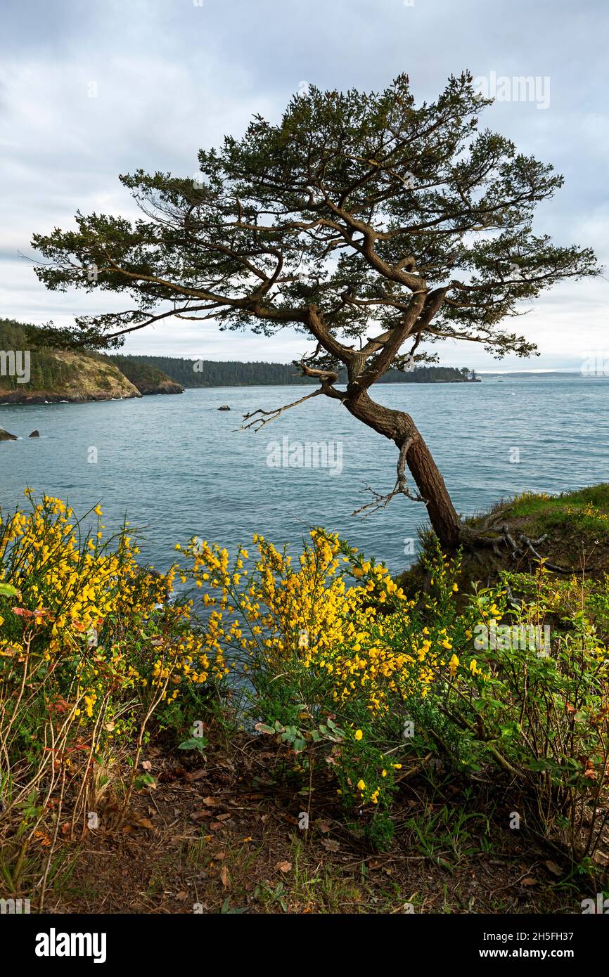 WA19737-00...WASHINGTON - Scotch Broom blooming on a small headland on Bowman Bay in Deception Pass State Park. Stock Photo