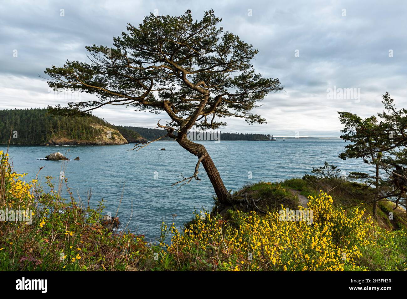WA19739-00...WASHINGTON - A wind sculptured tree surrounded by scotch broom overlooking Bowman Bay in Deception Pass State Park. Stock Photo