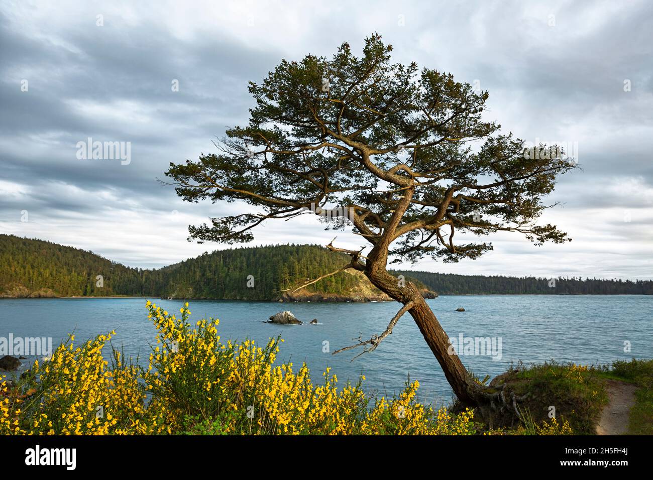 WA19740-00...WASHINGTON - A wind sculptured tree surrounded by scotch broom overlooking Bowman Bay in Deception Pass State Park. Stock Photo