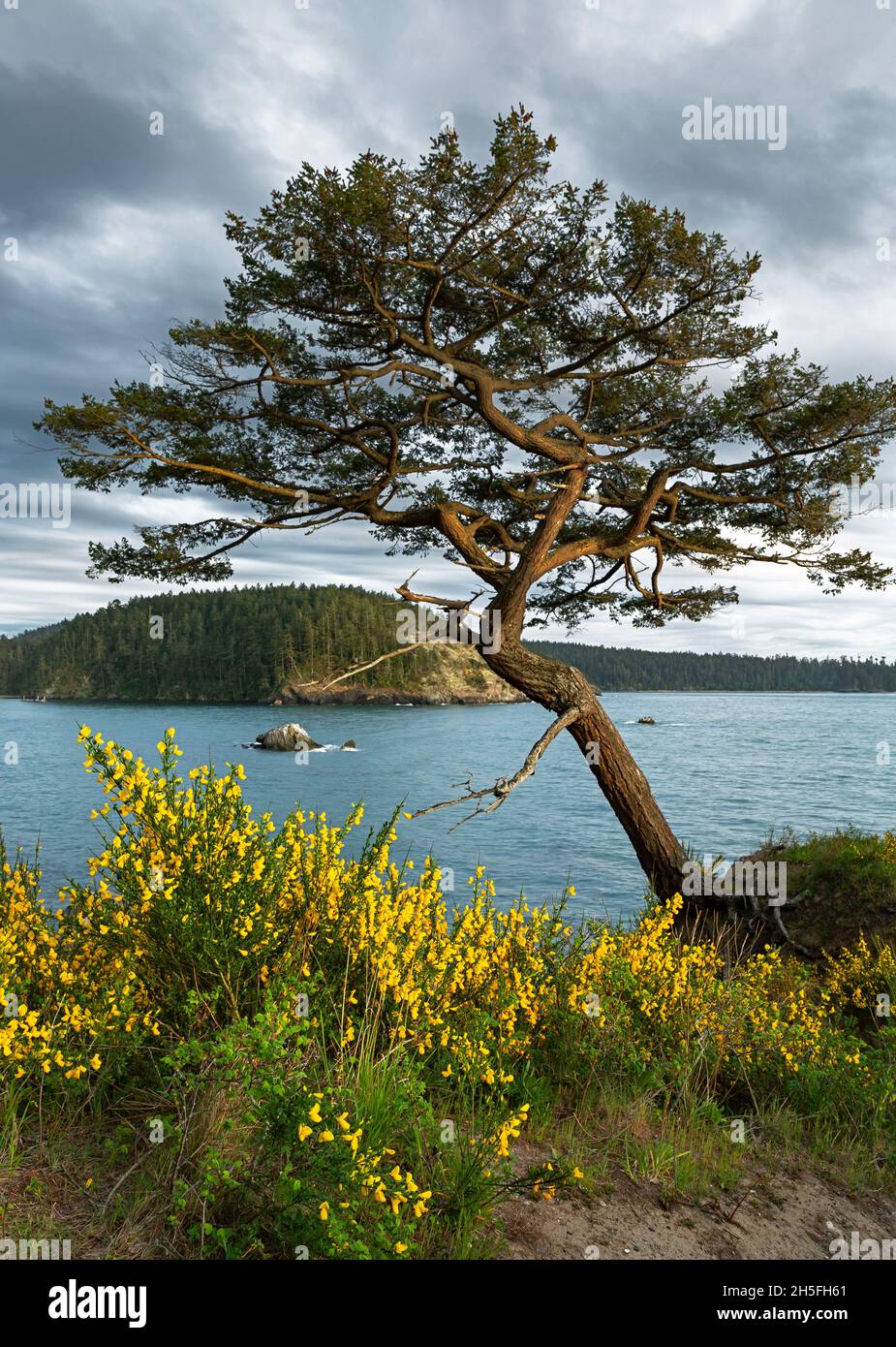 WA19741-00...WASHINGTON - A wind sculptured tree surrounded by scotch broom overlooking Bowman Bay in Deception Pass State Park. Stock Photo