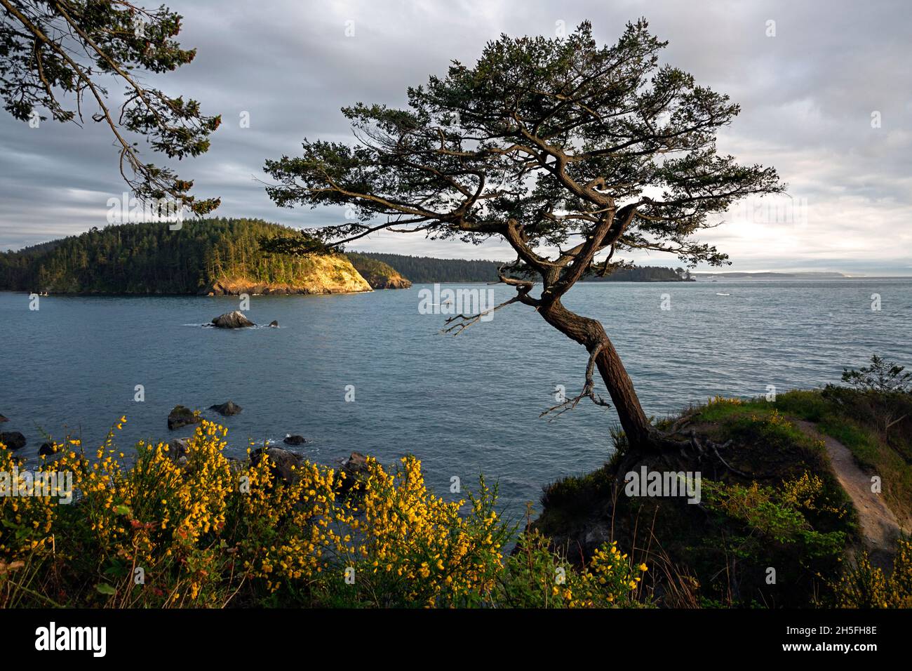 WA19743-00...WASHINGTON - A wind sculptured tree surrounded by scotch broom overlooking Bowman Bay and Rosario Strait in Deception Pass State Park. Stock Photo