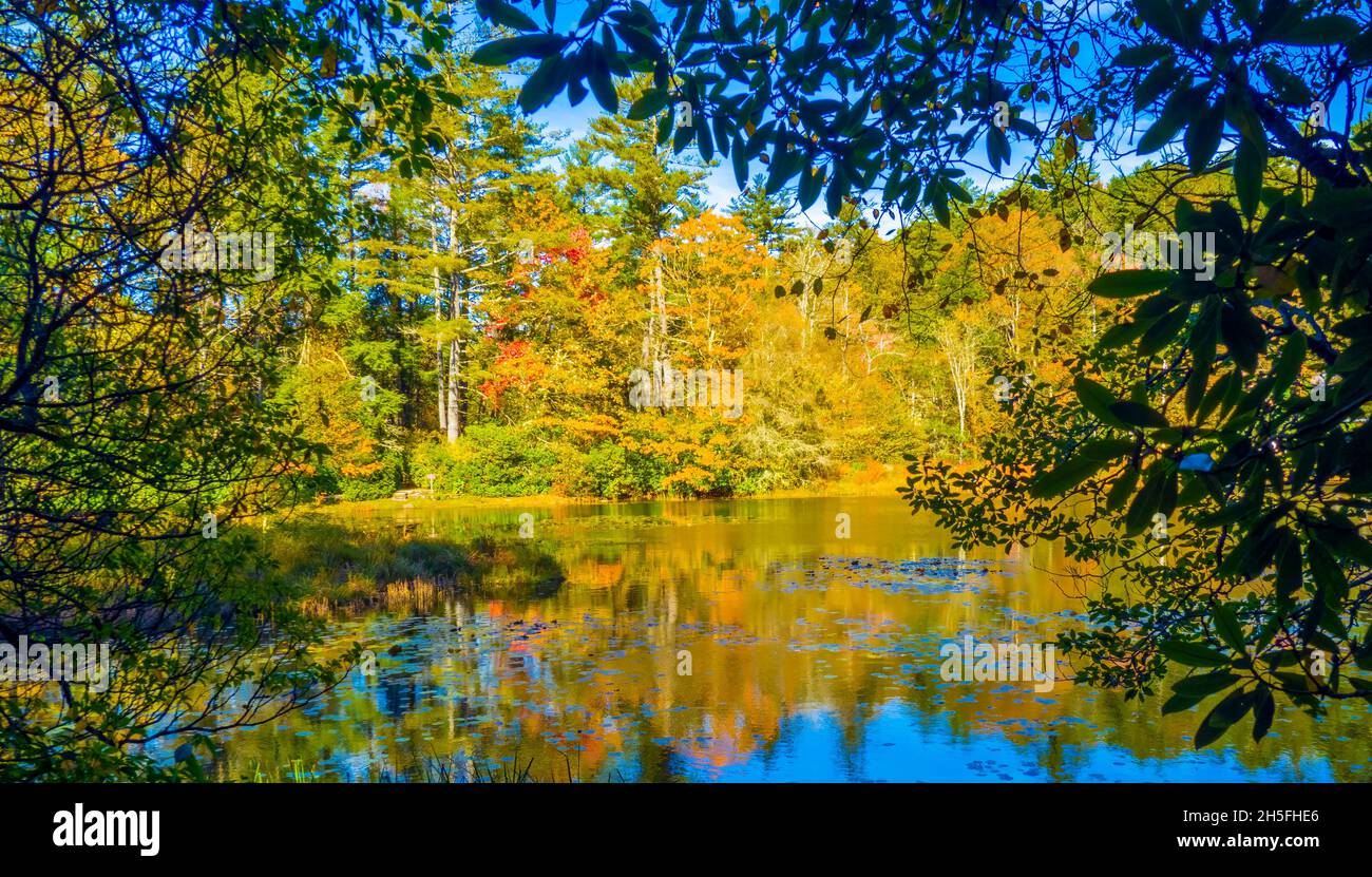 Fall color in Highlands Botanical Gardens in Highlands in  Macon County North Carolina USA Stock Photo